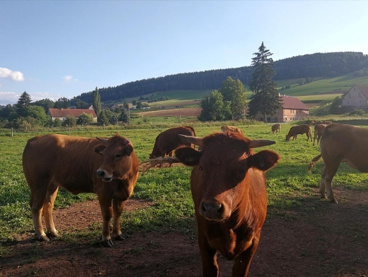 Agroturystyka "U Kasi" Scinawka Gorna Екстериор снимка